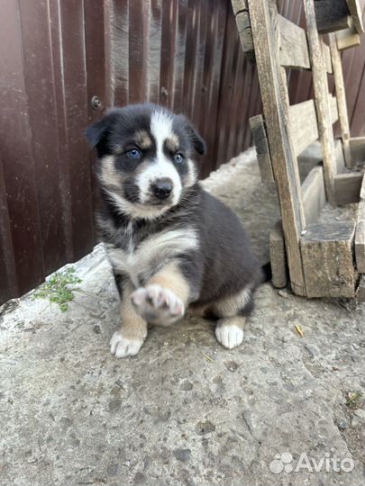 Помесь хаски