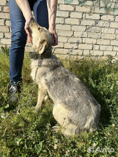 Собака стерилизованная в дар