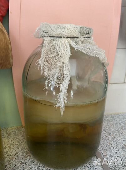 Чайный гриб