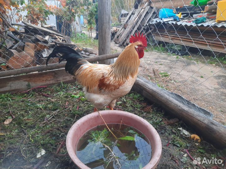 Молодые петухи