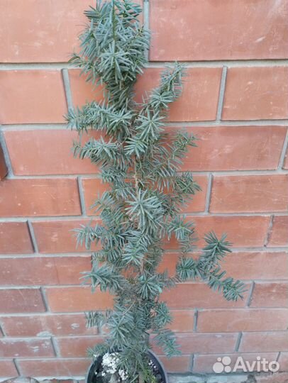 Тис средний