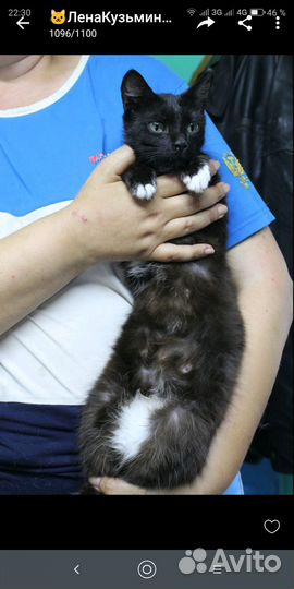 Молодые кошечки,отличные мышеловки Отдам