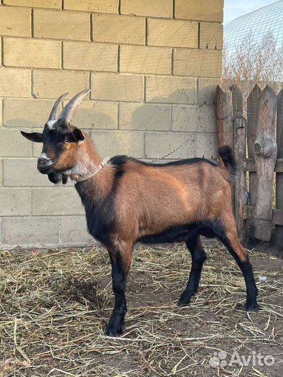 Чешский козел