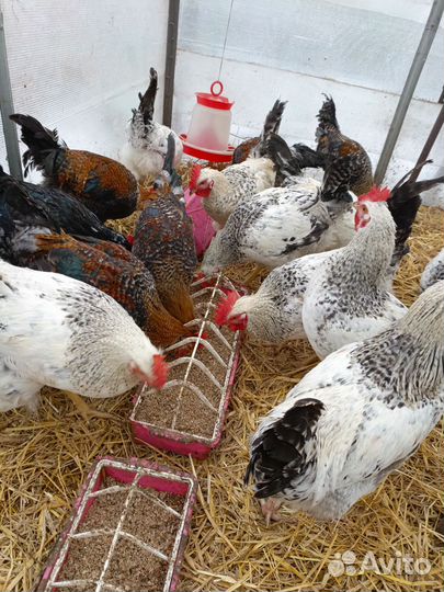 Петушки Доминант