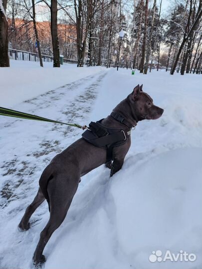 Амстафф вязка