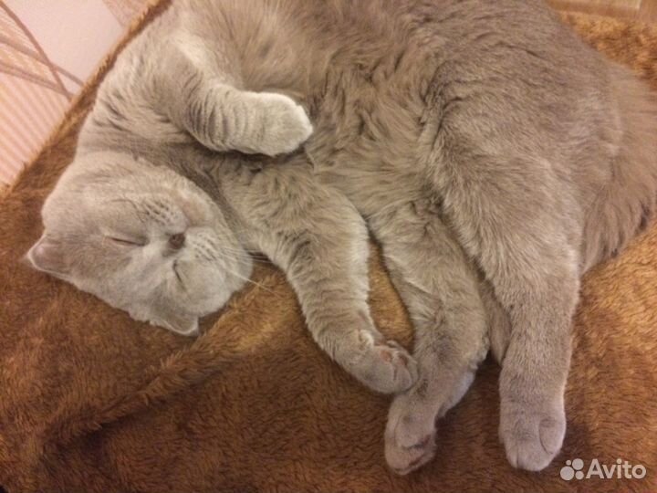 Шотландский вислоухий кот на вязку