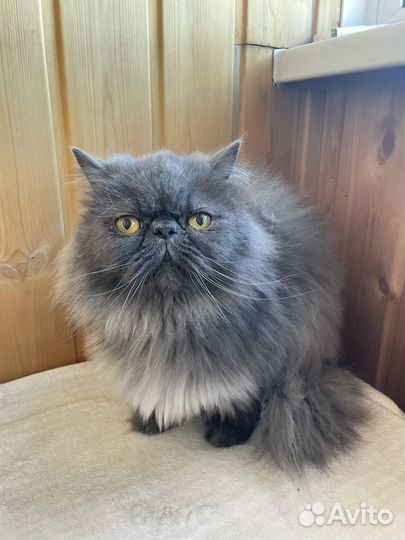 Персидская