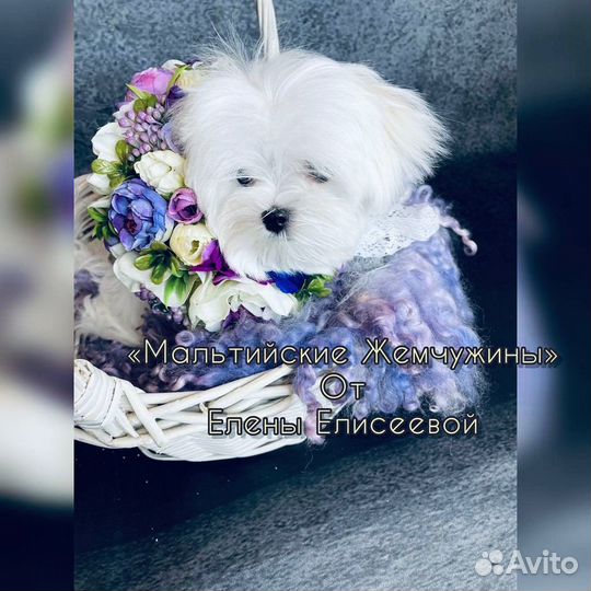 Мальтийская болонка мини