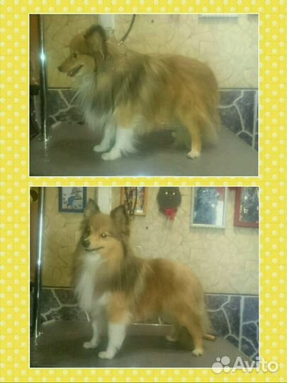 Стрижка и триминг собак