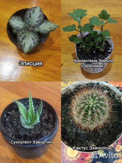 Комнатные цветы