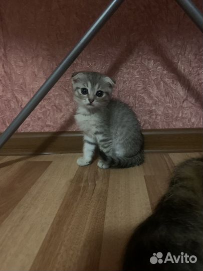 Вислоухая девочка,в добрые руки