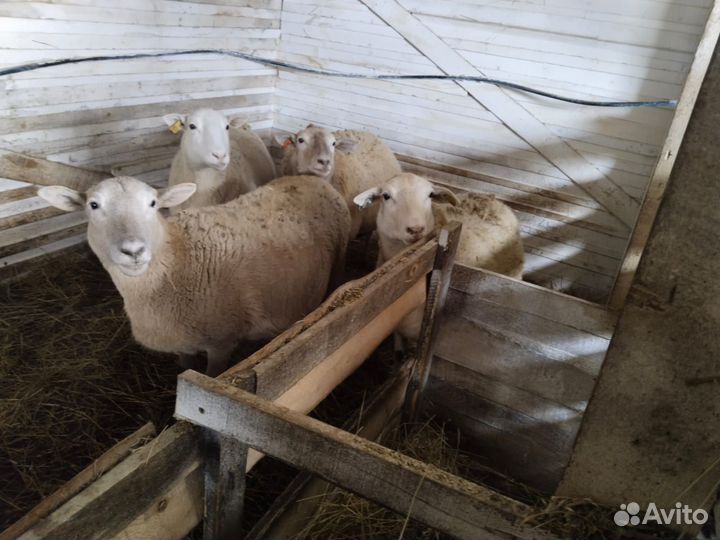 Овцы бараны катумские