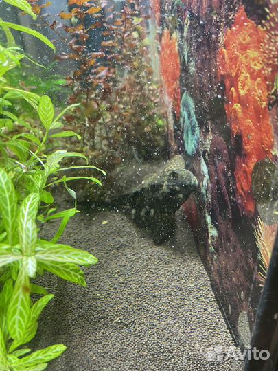 Аквариум панорамный