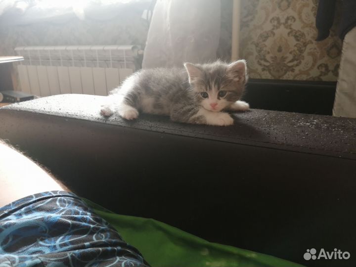 Кошечки