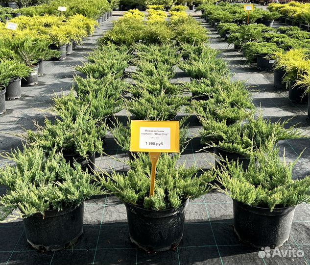 Можжевельник