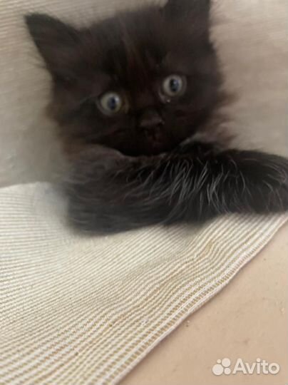 Черный котенок девочка в добрые руки, 1,5 мес