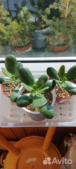 Крассула толстянка денежное