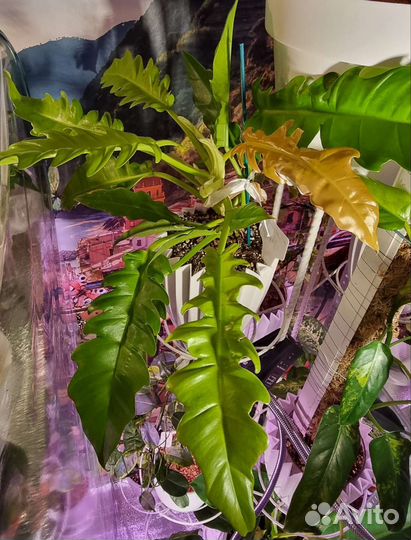 Сукуленты филодендроны сингониумы монстеры