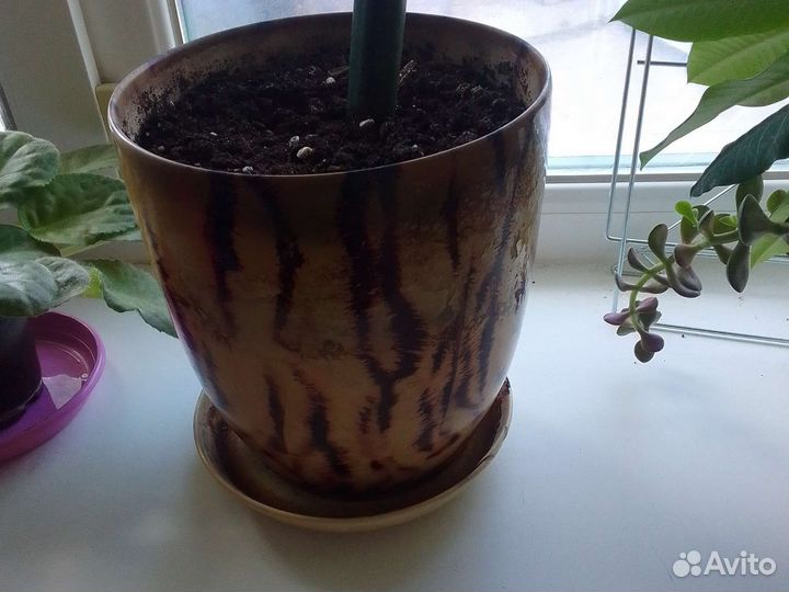 Сансевиерия