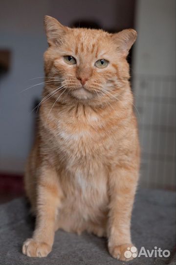 Рыжий кот добряк