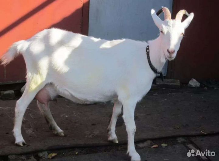 Продам молодую козу