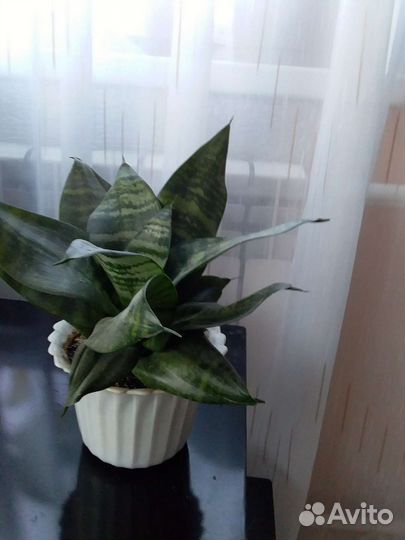 Продаются комнатные цветы