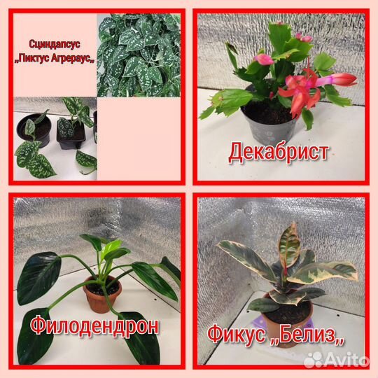 Комнатные цветы