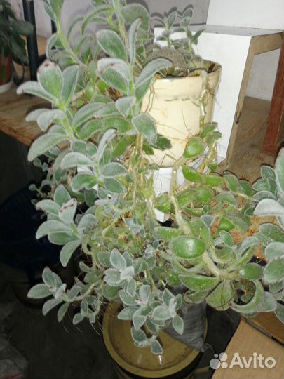 Традесканция