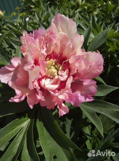 Пион Ито гибрид Коллис Мемори