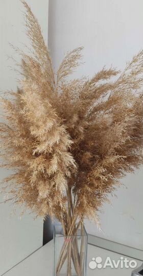 Сухоцветы для декора