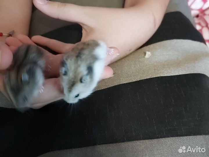 Джунгарский хомяк