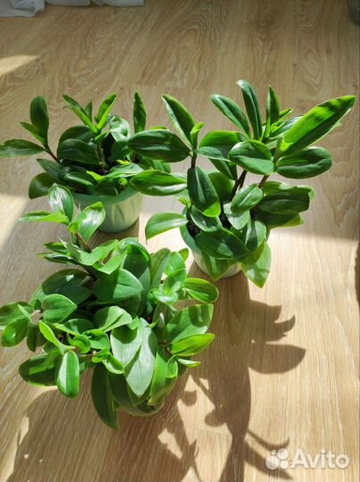 Традесканция, сциндапсус