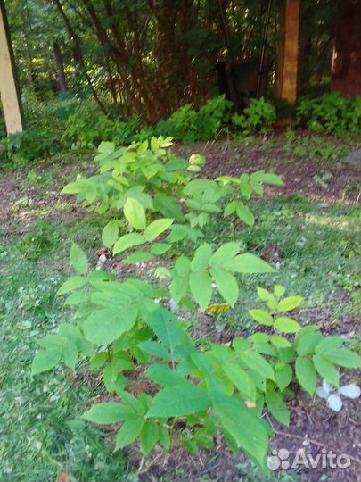 Саженцы манжурского ореха