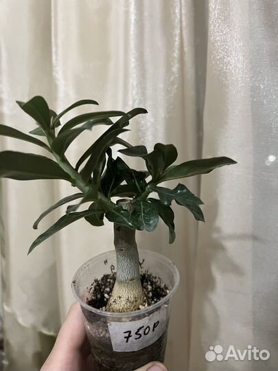 Адениум. Сорт 