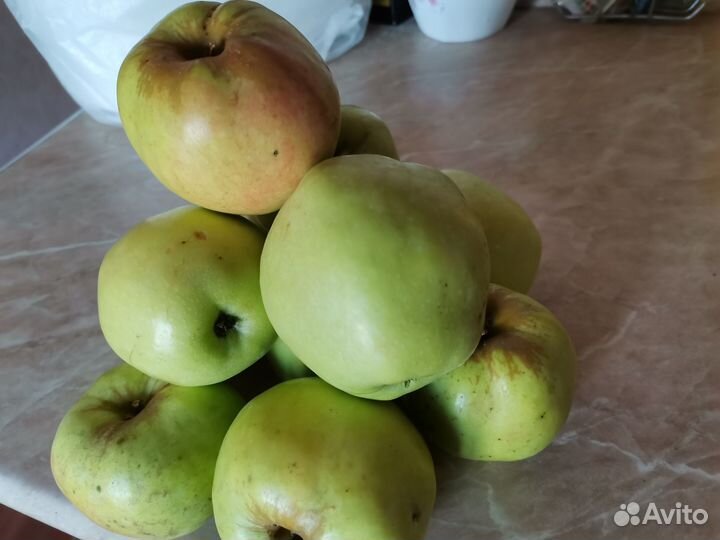 Яблоки свежие антоновка