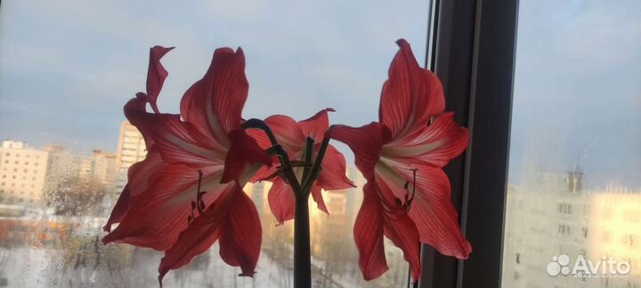 Гиппеаструм