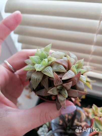 Суккуленты флорариум