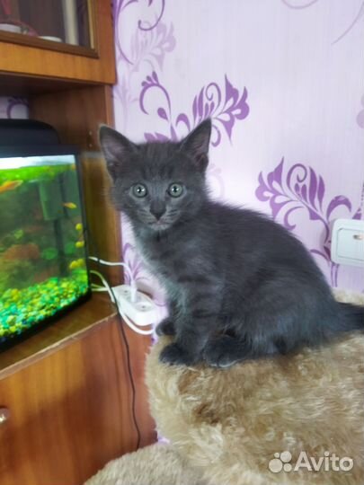 Котенок девочка бесплатно в добрые руки