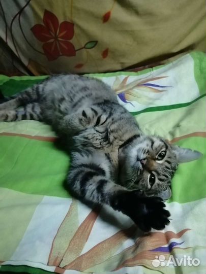 Кошка в дар