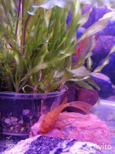 Анциструс Вуалевый супер рэд