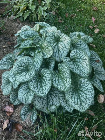 Бруннера Джек Фрост