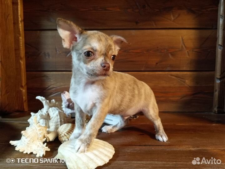 Щенки чихуахуа