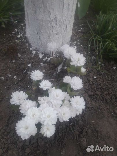 Многолетник шикарный