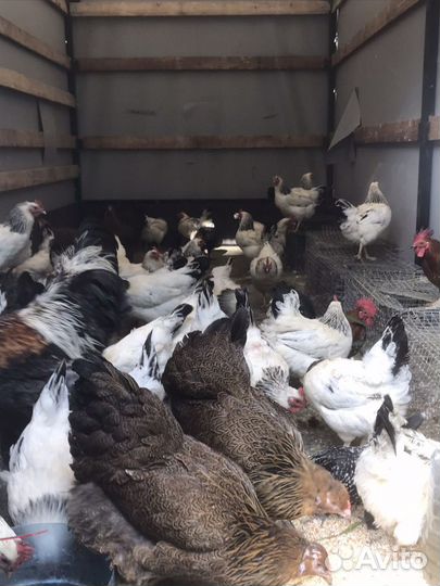 Несушки Адлерские Серебристые,Брама