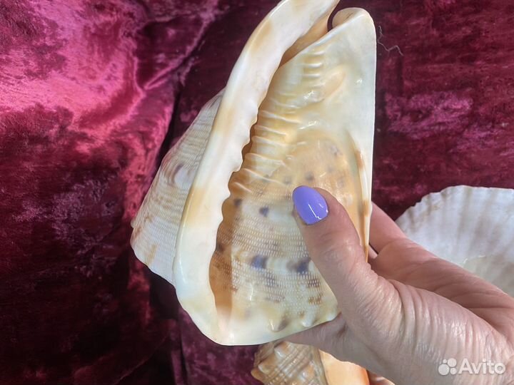 Ракушки для оформления аквариума