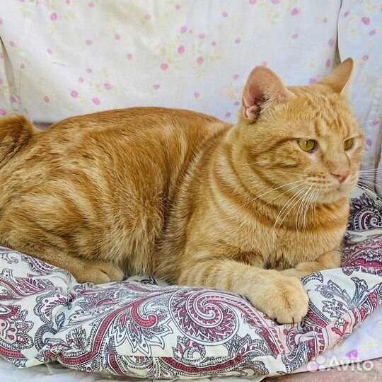 Представитель о.Кунашир открыт