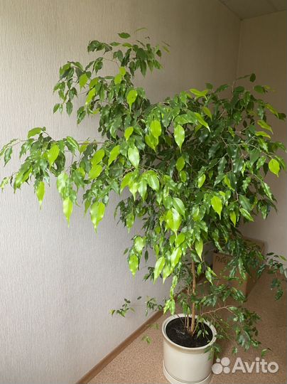 Фикус бенджамина большой