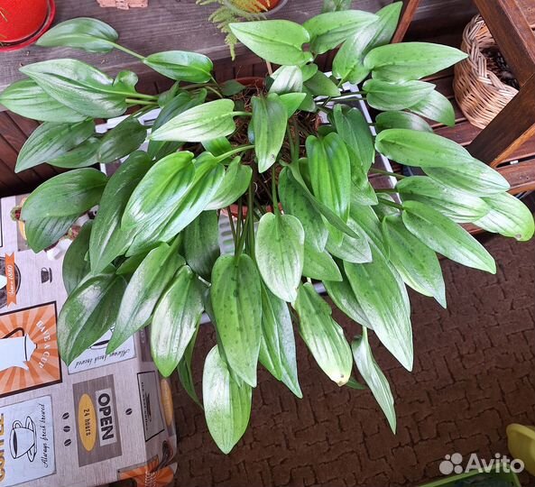 Дримиопсис