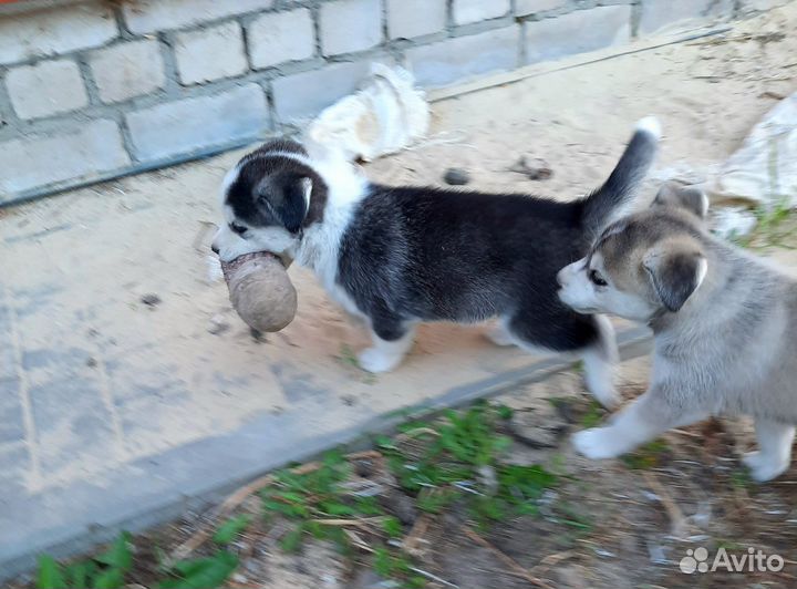 Щенки дворняжки в дар
