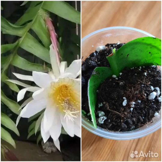 Эпифиллум марниера